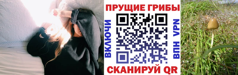 Галлюциногенные грибы GOLDEN TEACHER  где можно купить   Дубна 